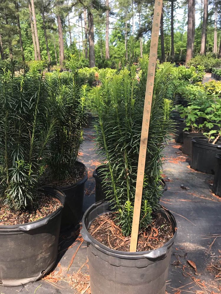 cephalotaxus-harringtonia-fastigiata-japanese-plum-yew-upright