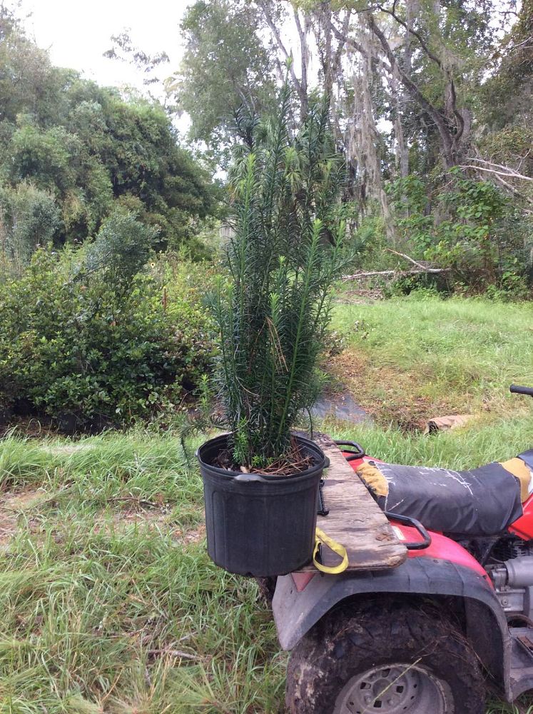 cephalotaxus-harringtonia-fastigiata-japanese-plum-yew-upright