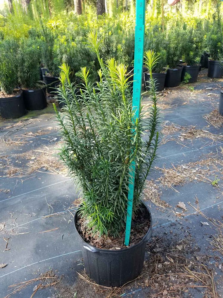 cephalotaxus-harringtonia-fastigiata-japanese-plum-yew-upright