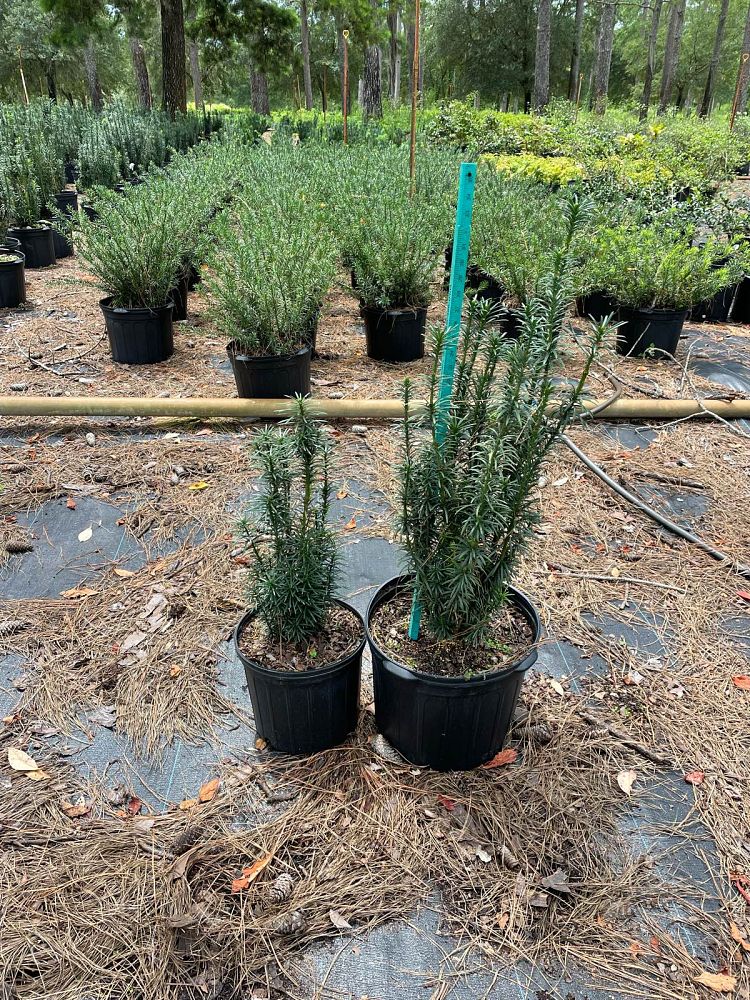 cephalotaxus-harringtonia-fastigiata-japanese-plum-yew-upright