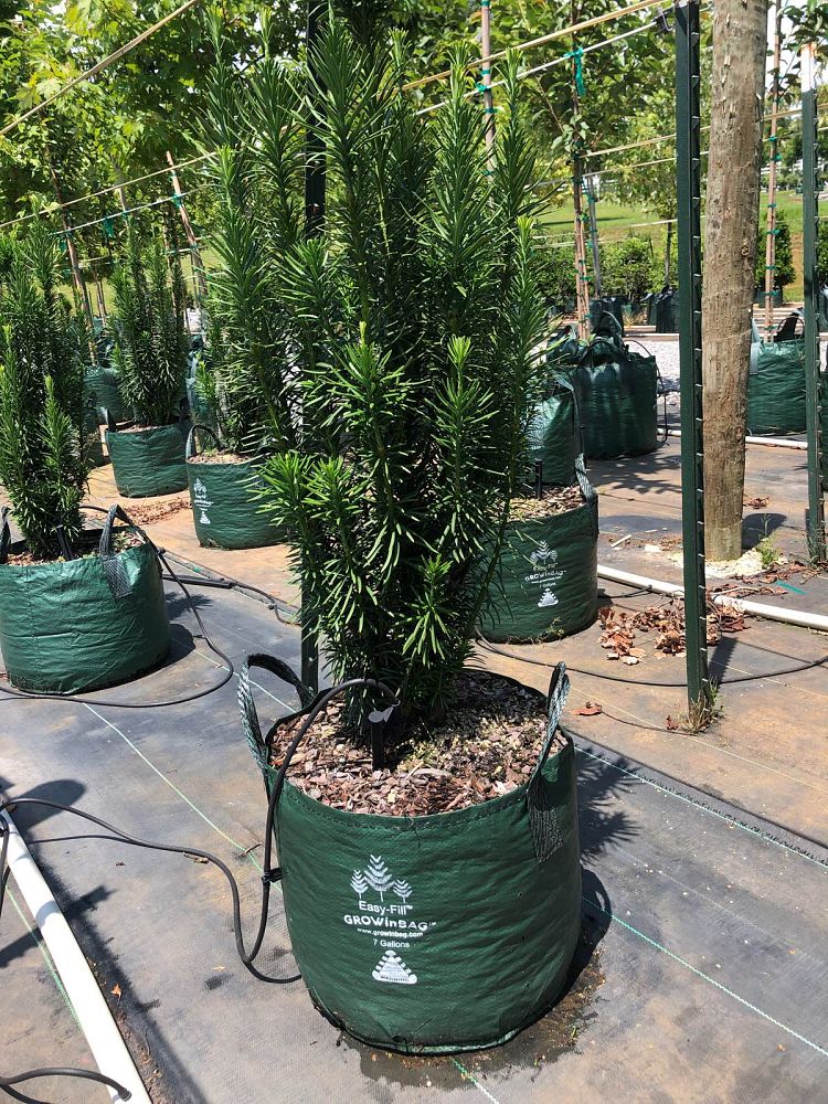cephalotaxus-harringtonia-fastigiata-japanese-plum-yew-upright