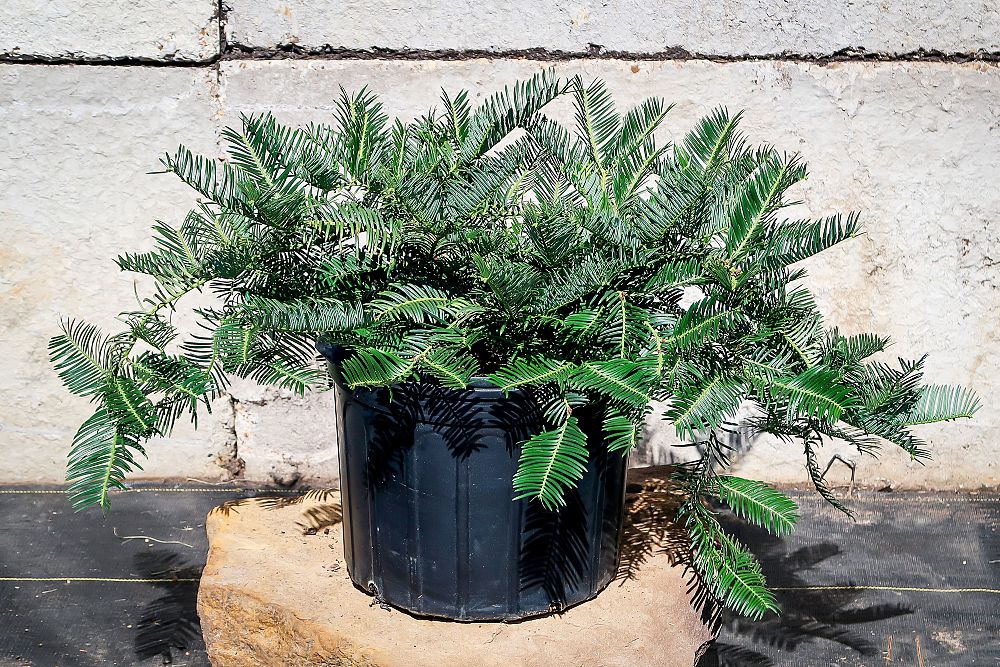 cephalotaxus-harringtonia-golden-dragon-trade-cephalotaxus