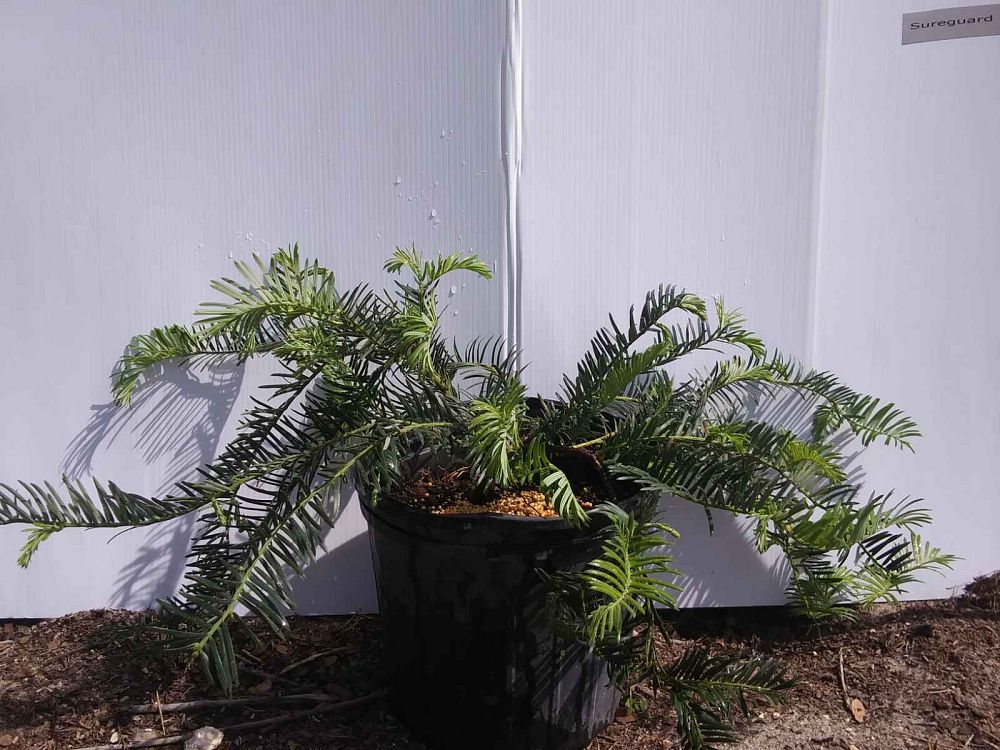 cephalotaxus-harringtonia-mary-fleming-japanese-plum-yew-creeping