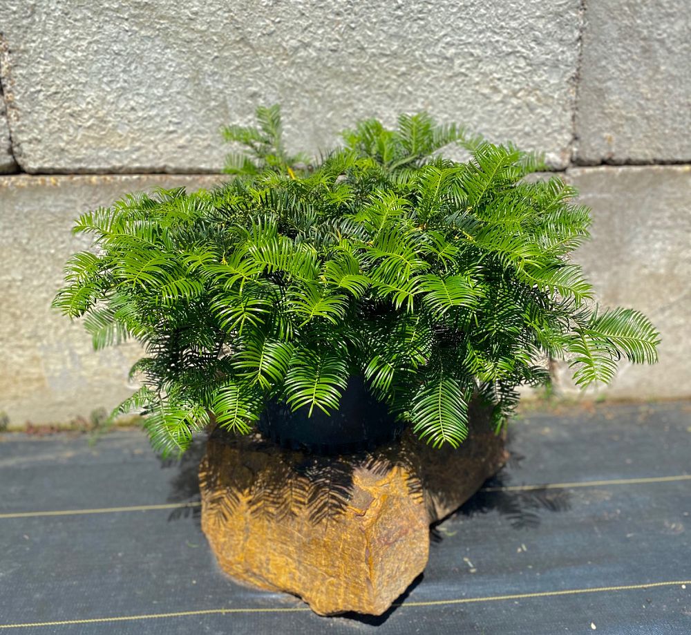 cephalotaxus-harringtonia-mary-fleming-japanese-plum-yew-creeping