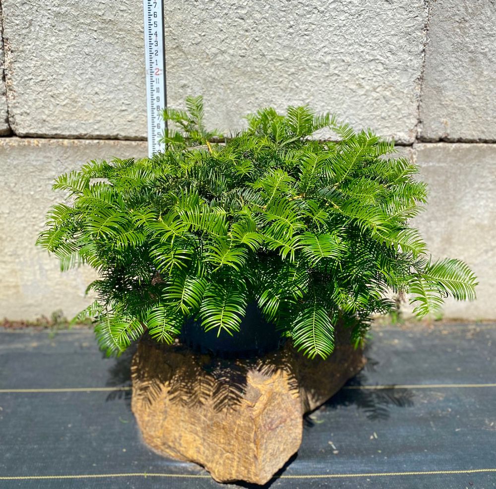 cephalotaxus-harringtonia-mary-fleming-japanese-plum-yew-creeping