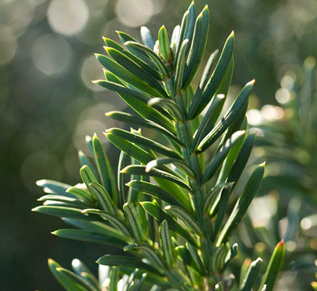 cephalotaxus-harringtonia-plania-yewtopia-reg-plum-yew