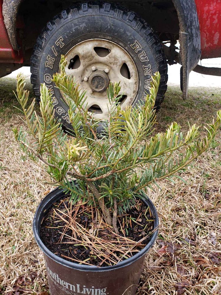 cephalotaxus-harringtonia-plania-yewtopia-reg-plum-yew