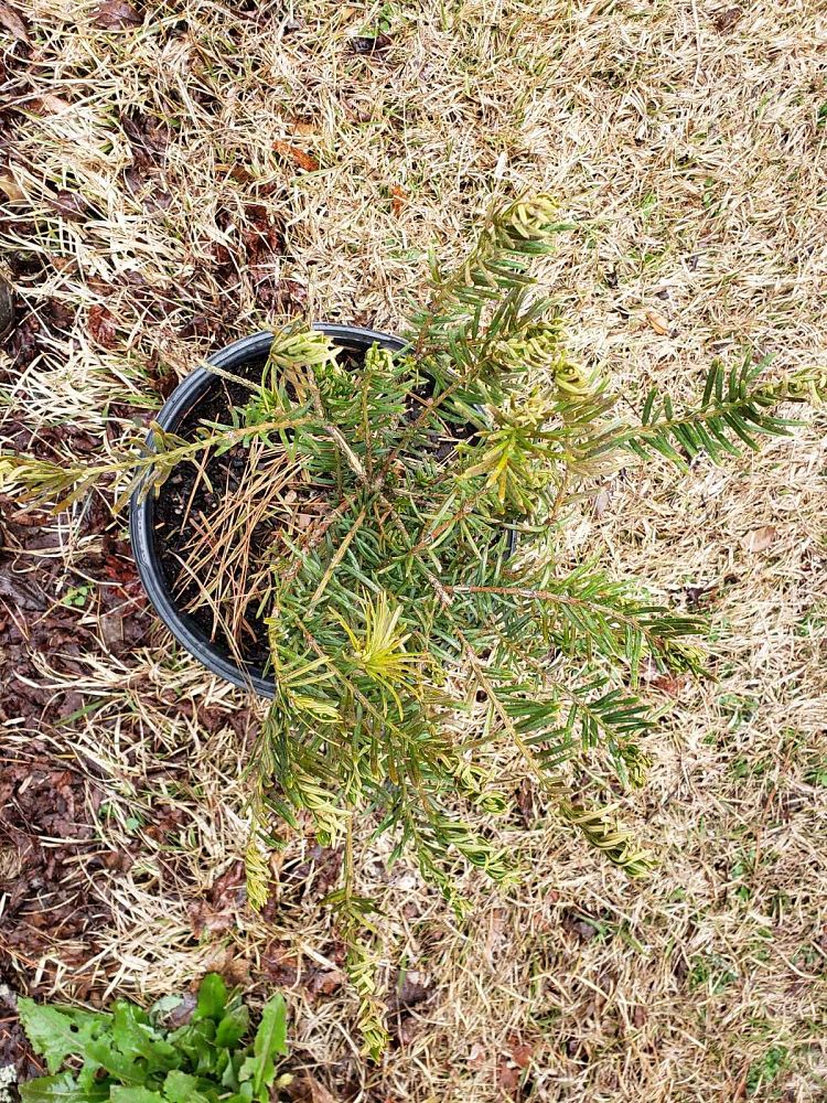 cephalotaxus-harringtonia-plania-yewtopia-reg-plum-yew