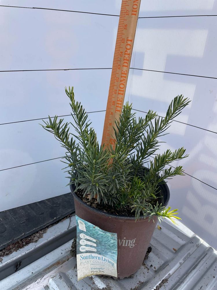 cephalotaxus-harringtonia-plania-yewtopia-reg-plum-yew