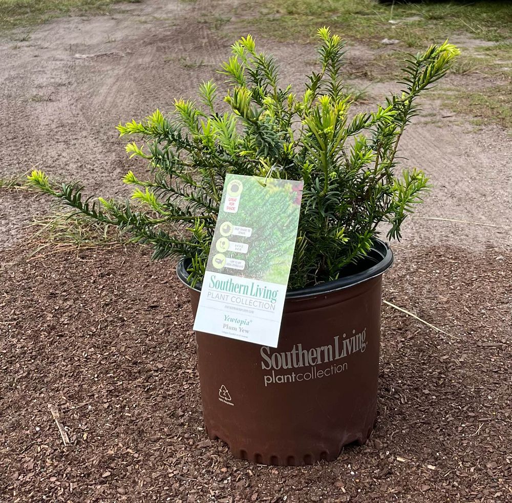 cephalotaxus-harringtonia-plania-yewtopia-reg-plum-yew