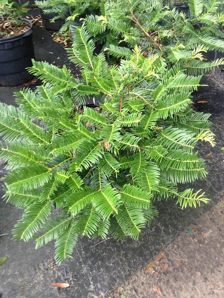 cephalotaxus-harringtonia-prostrata-japanese-plum-yew-creeping