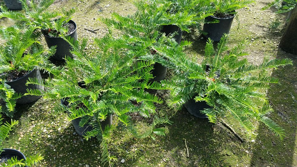 cephalotaxus-harringtonia-prostrata-japanese-plum-yew-creeping