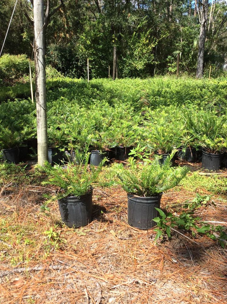 cephalotaxus-harringtonia-prostrata-japanese-plum-yew-creeping