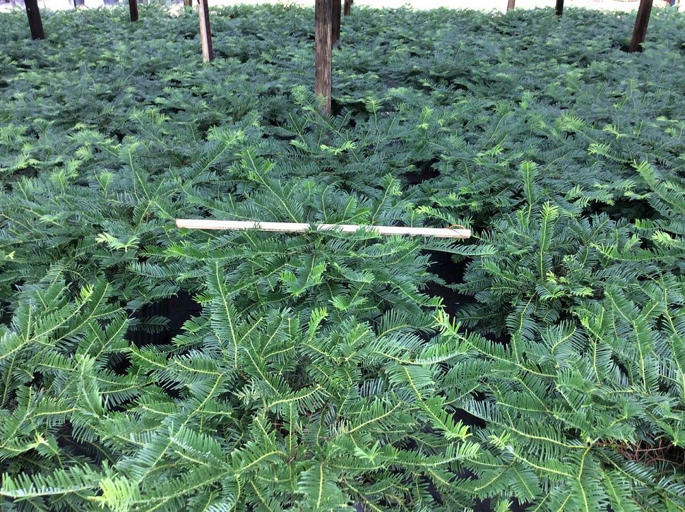 cephalotaxus-harringtonia-prostrata-japanese-plum-yew-creeping
