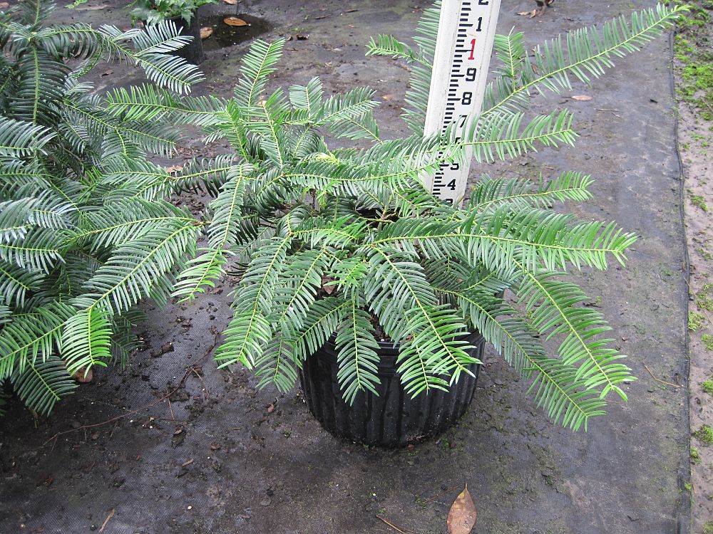 cephalotaxus-harringtonia-prostrata-japanese-plum-yew-creeping