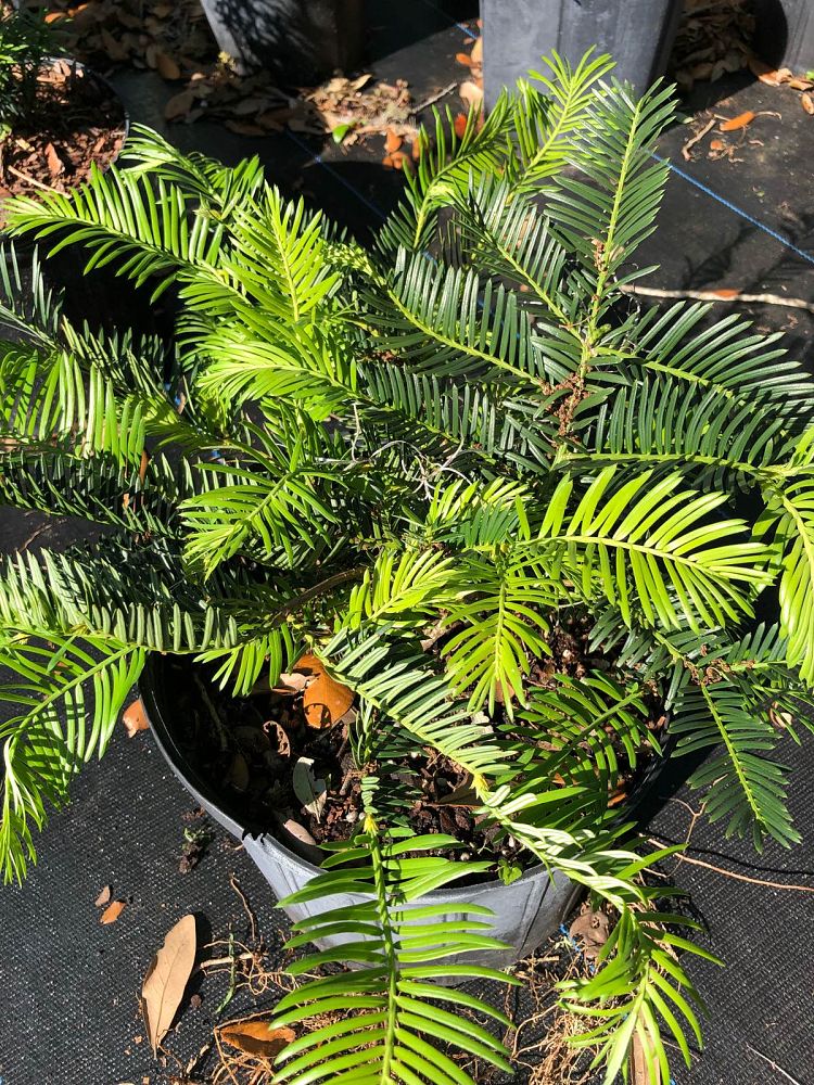 cephalotaxus-harringtonia-prostrata-japanese-plum-yew-creeping
