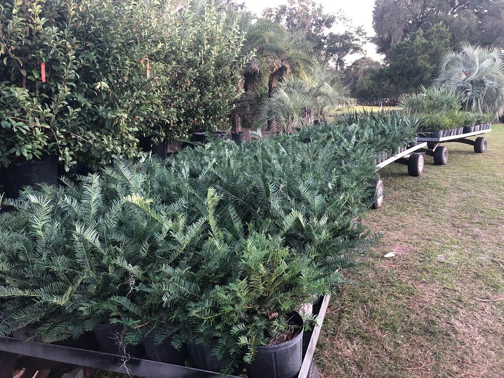 cephalotaxus-harringtonia-prostrata-japanese-plum-yew-creeping