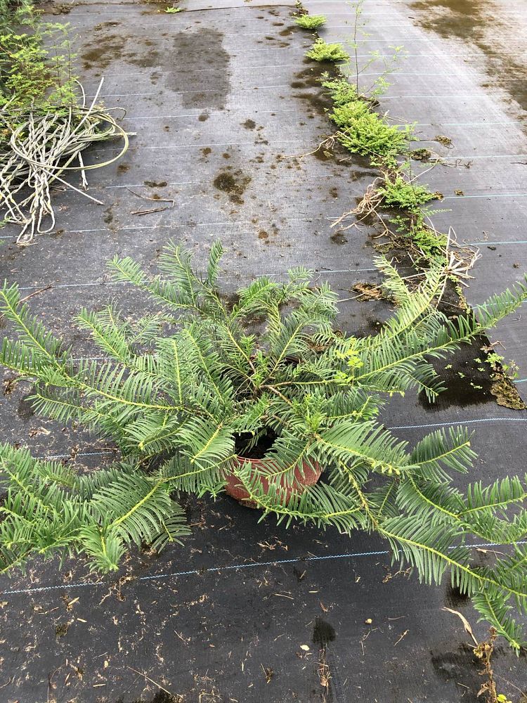 cephalotaxus-harringtonia-prostrata-japanese-plum-yew-creeping