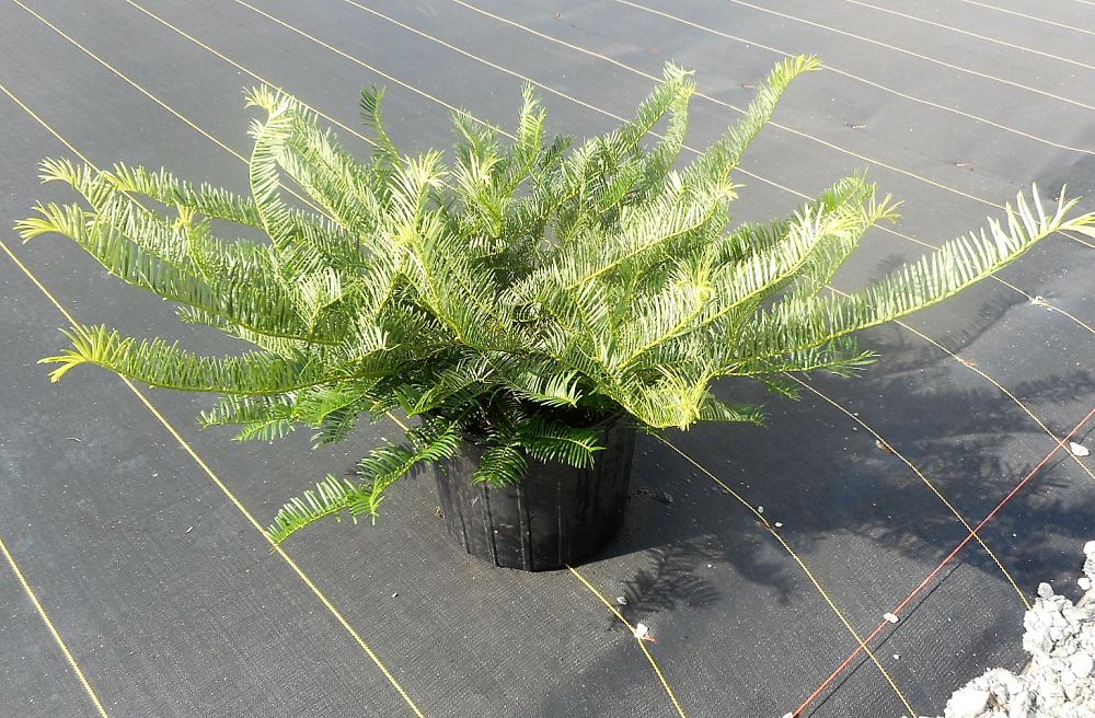 cephalotaxus-harringtonia-prostrata-japanese-plum-yew-creeping