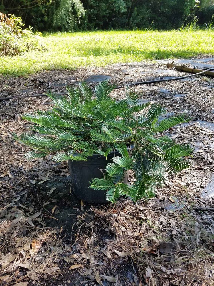 cephalotaxus-harringtonia-prostrata-japanese-plum-yew-creeping