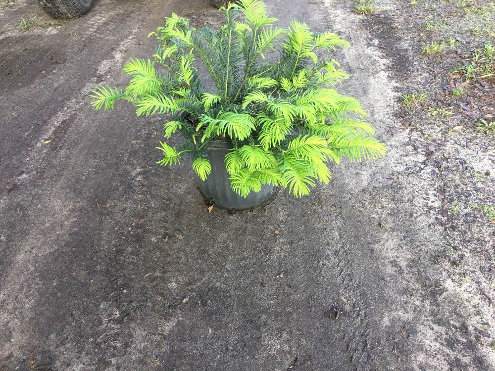 cephalotaxus-harringtonia-prostrata-japanese-plum-yew-creeping