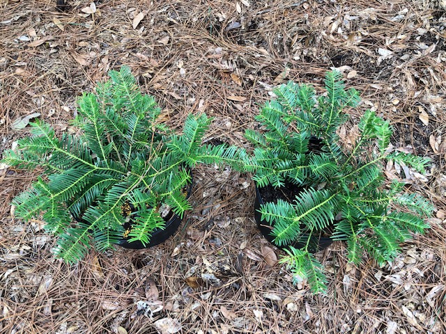 cephalotaxus-harringtonia-prostrata-japanese-plum-yew-creeping