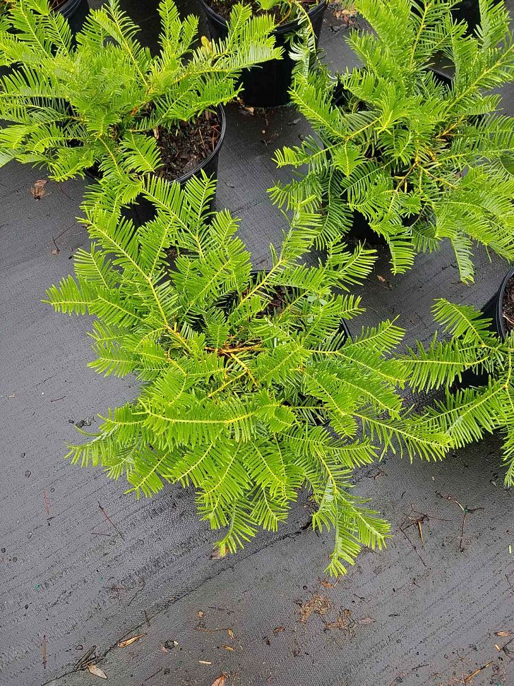 cephalotaxus-harringtonia-prostrata-japanese-plum-yew-creeping