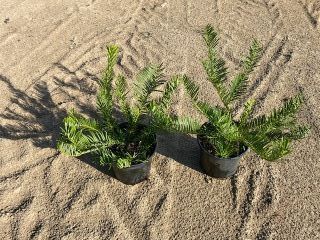 cephalotaxus-harringtonia-prostrata-japanese-plum-yew-creeping