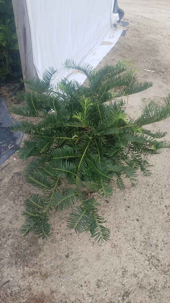 cephalotaxus-harringtonia-prostrata-japanese-plum-yew-creeping