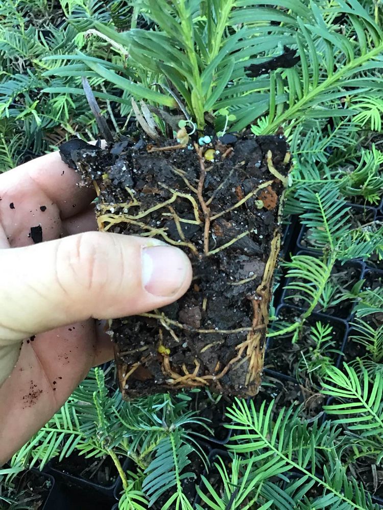 cephalotaxus-harringtonia-prostrata-japanese-plum-yew-creeping