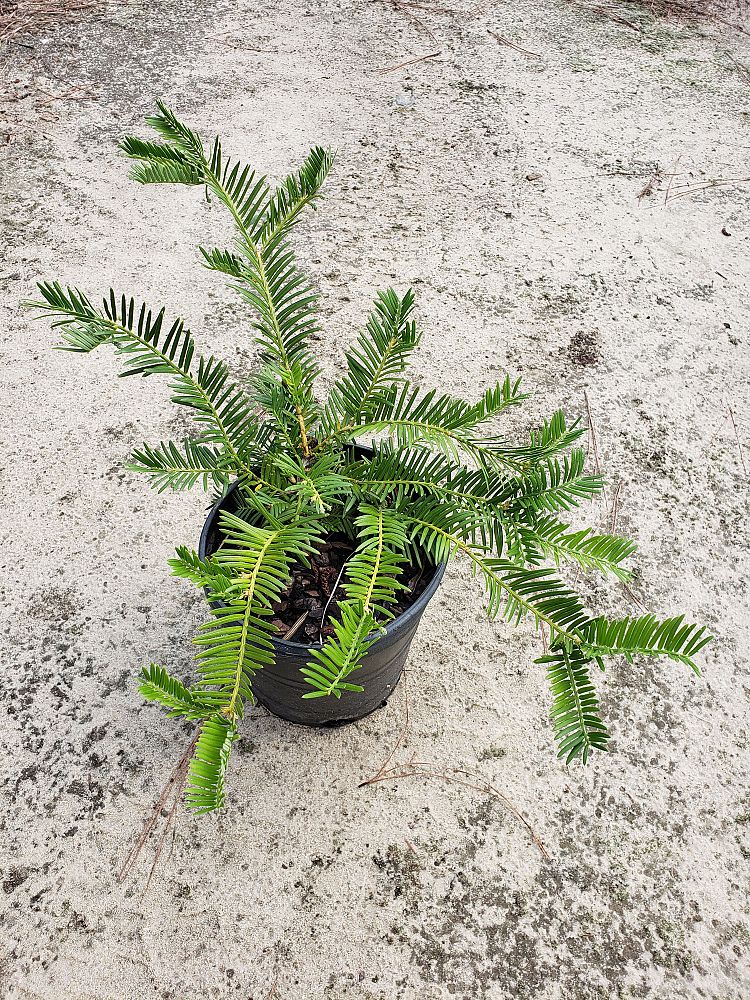 cephalotaxus-harringtonia-prostrata-japanese-plum-yew-creeping