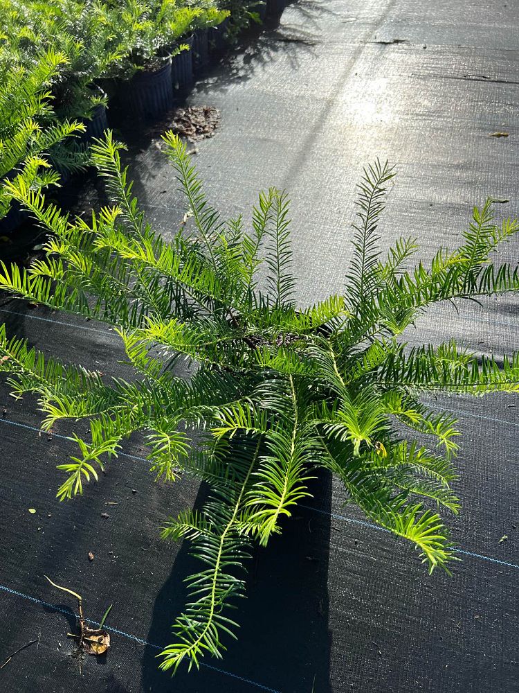 cephalotaxus-harringtonia-prostrata-japanese-plum-yew-creeping