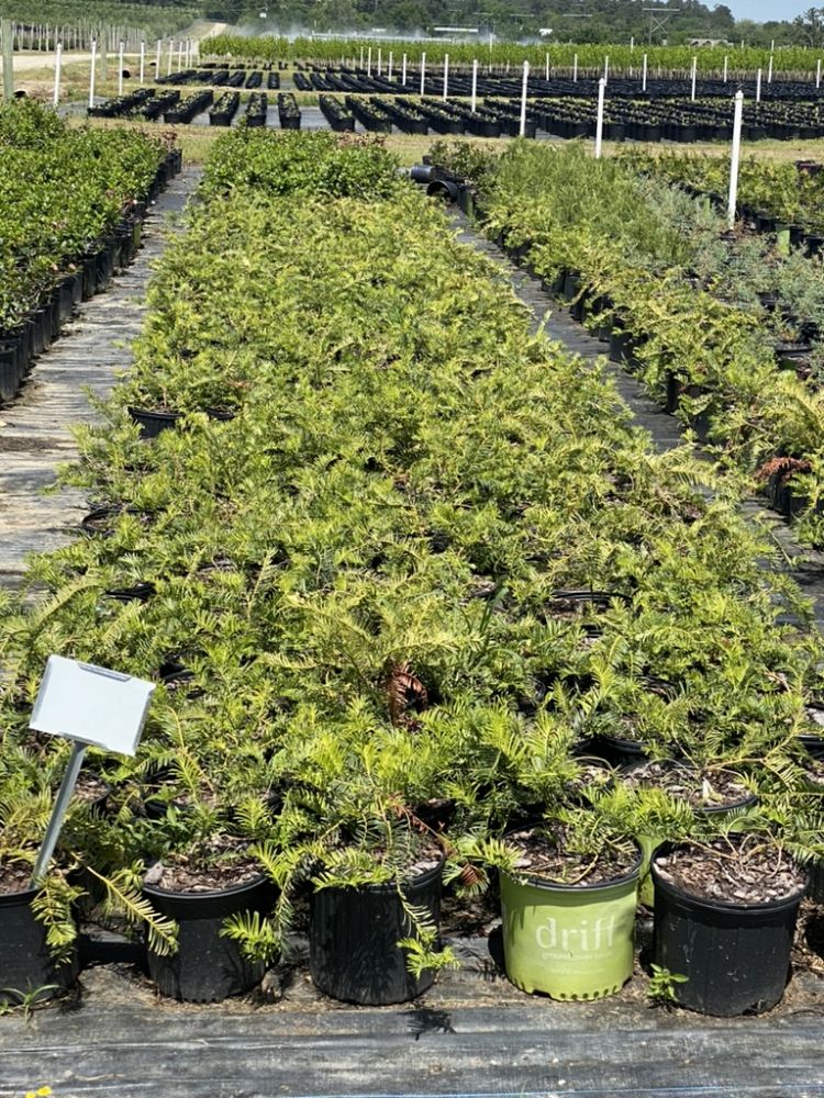 cephalotaxus-harringtonia-prostrata-japanese-plum-yew-creeping