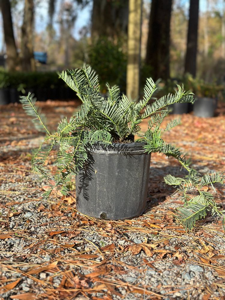 cephalotaxus-harringtonia-prostrata-japanese-plum-yew-creeping