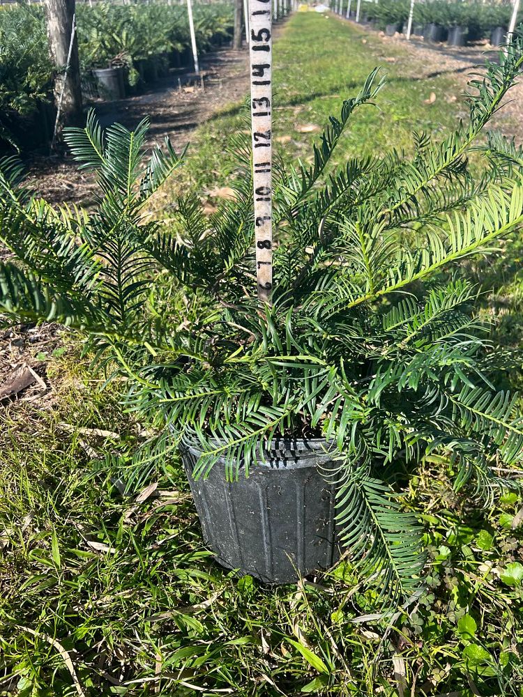 cephalotaxus-harringtonia-prostrata-japanese-plum-yew-creeping