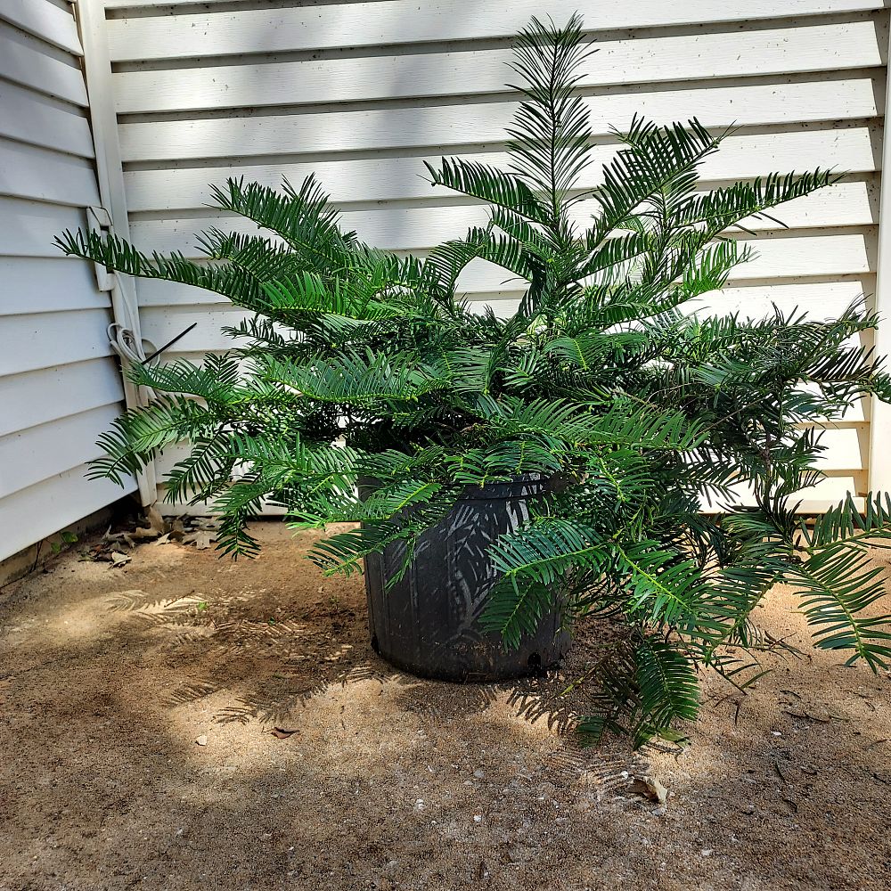 cephalotaxus-harringtonia-prostrata-japanese-plum-yew-creeping