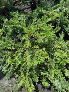cephalotaxus-harringtonia-prostrata-japanese-plum-yew-creeping