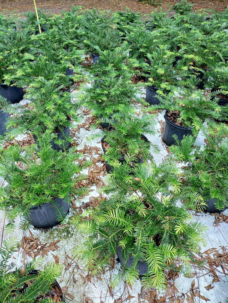 cephalotaxus-harringtonia-prostrata-japanese-plum-yew-creeping