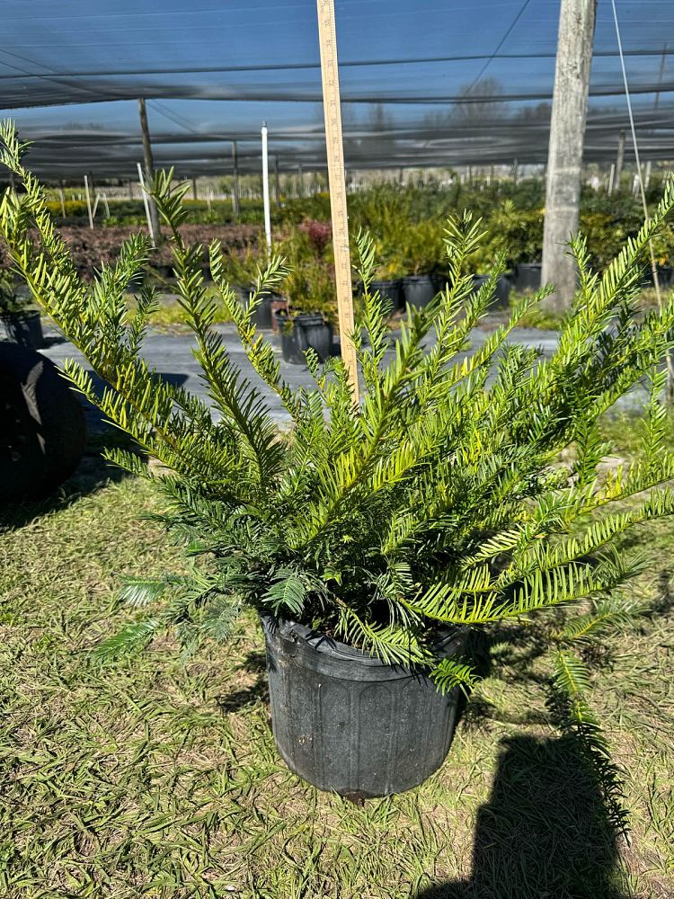 cephalotaxus-harringtonia-scott-wallace