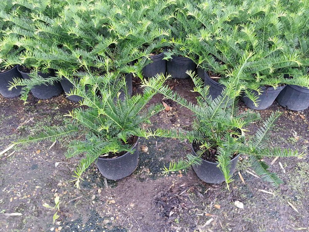cephalotaxus-harrintonia-fritz-huber-japanese-plum-yew