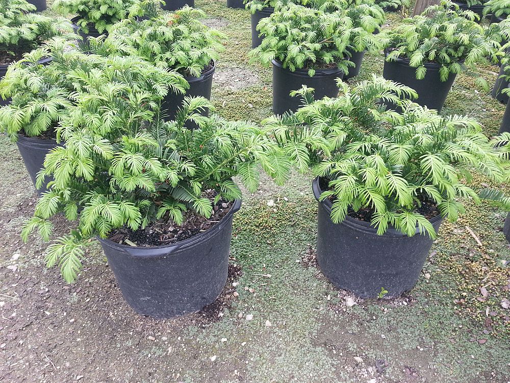 cephalotaxus-harrintonia-fritz-huber-japanese-plum-yew