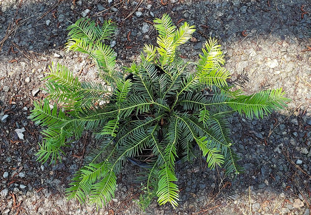 cephalotaxus-harrintonia-fritz-huber-japanese-plum-yew