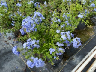 ceratostigma-griffithii-burmese-plumbago