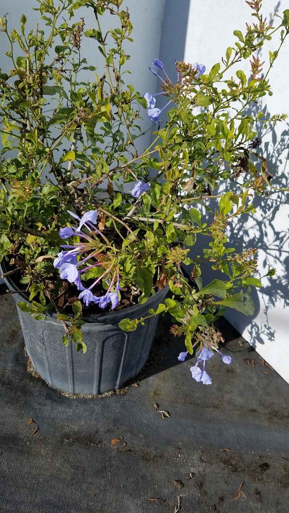 ceratostigma-plumbaginoides-plumbago-leadwort