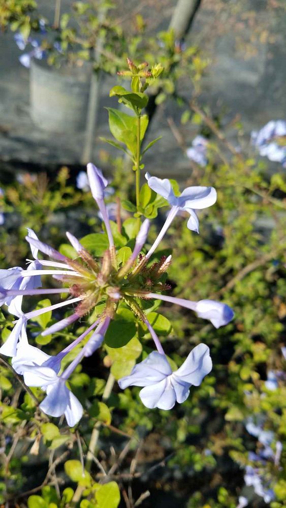 ceratostigma-plumbaginoides-plumbago-leadwort