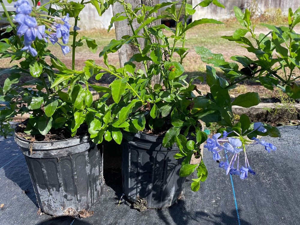 ceratostigma-plumbaginoides-plumbago-leadwort
