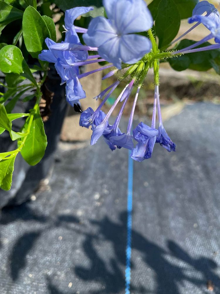 ceratostigma-plumbaginoides-plumbago-leadwort