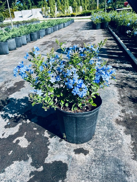 ceratostigma-plumbaginoides-plumbago-leadwort