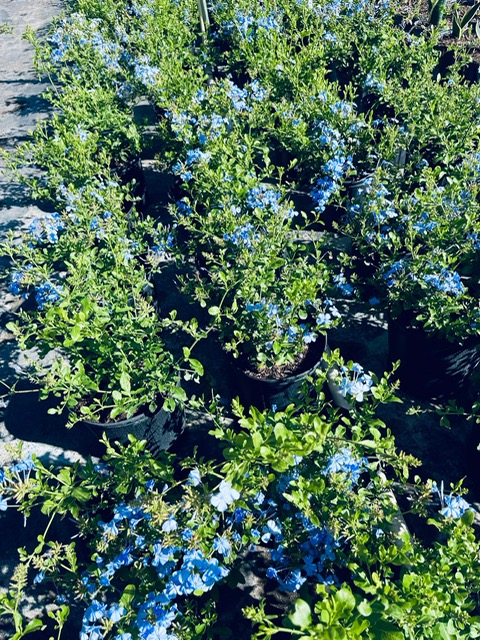 ceratostigma-plumbaginoides-plumbago-leadwort