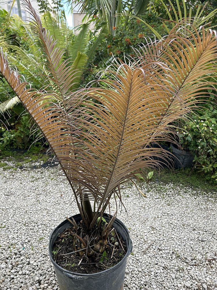 ceratozamia-kuesteriana